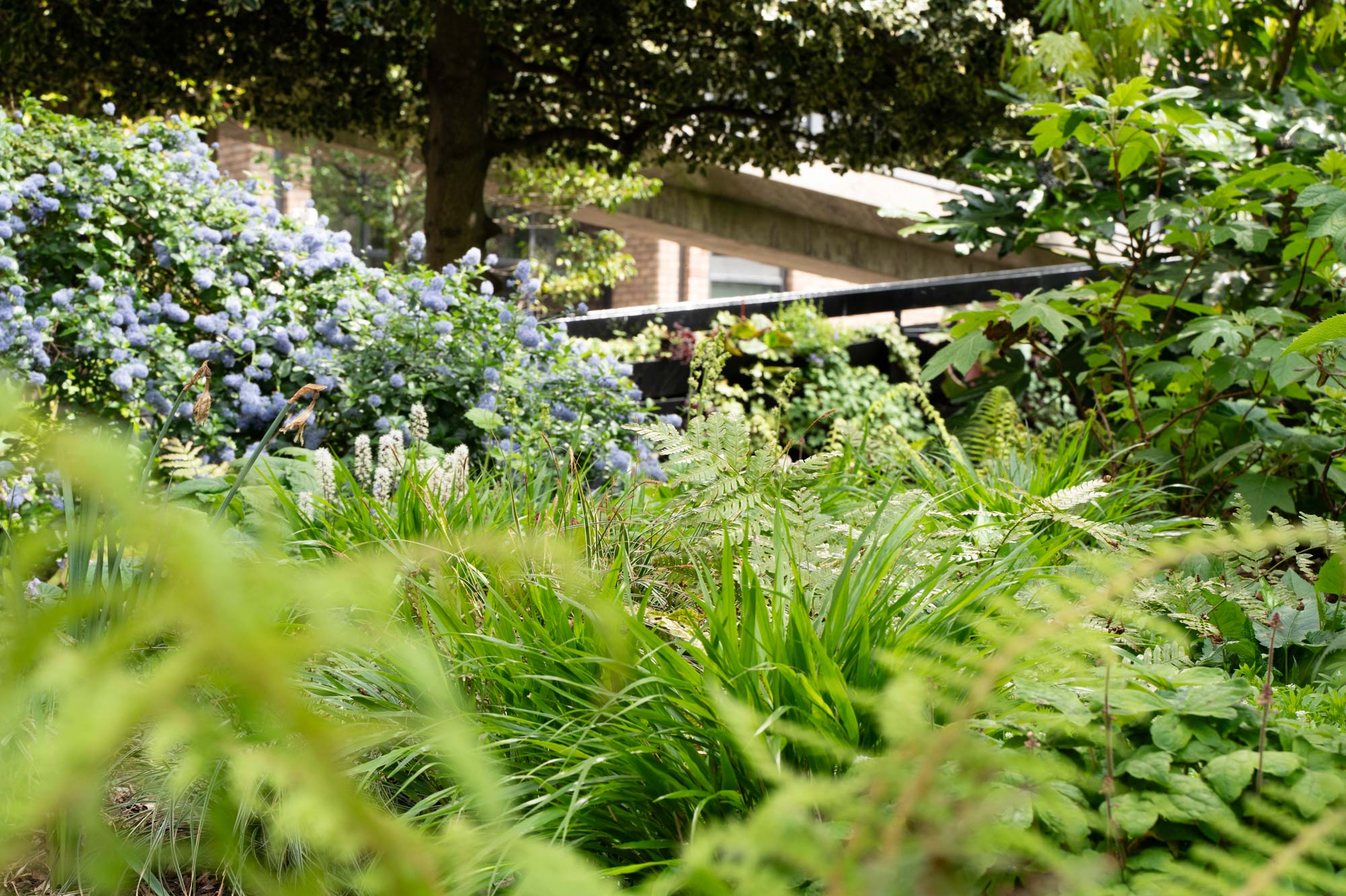 Detail of garden design by The Conscious Gardening Co.