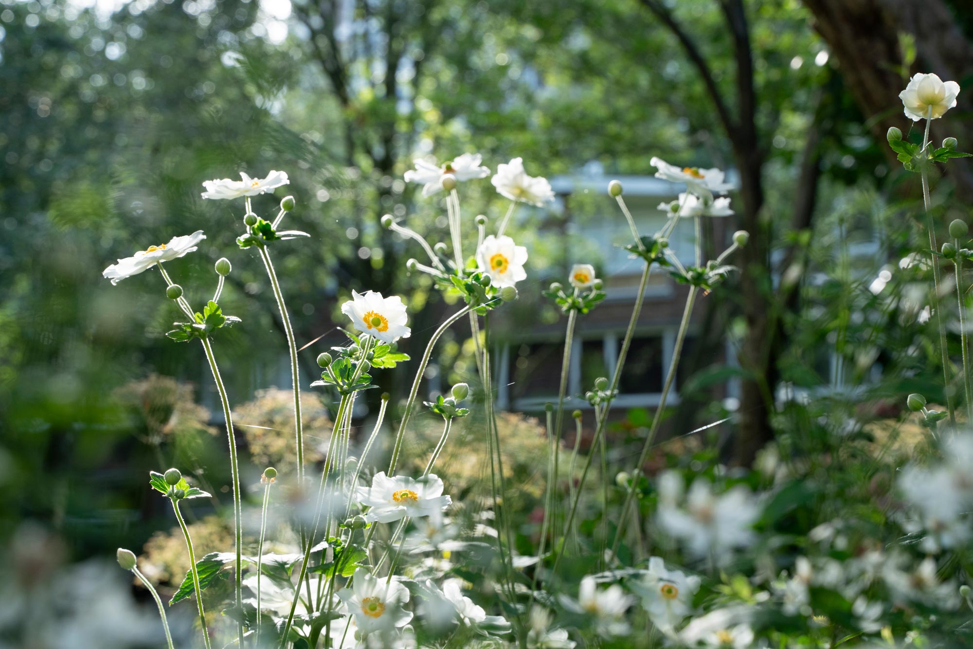 Detail of garden design by The Conscious Gardening Co.