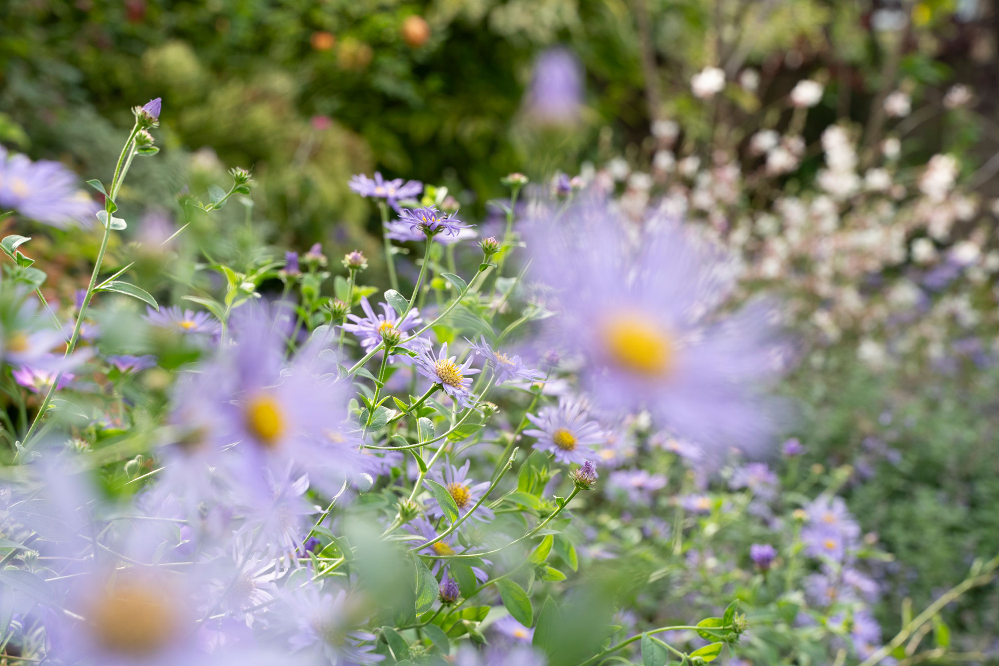 Detail of garden design by The Conscious Gardening Co.