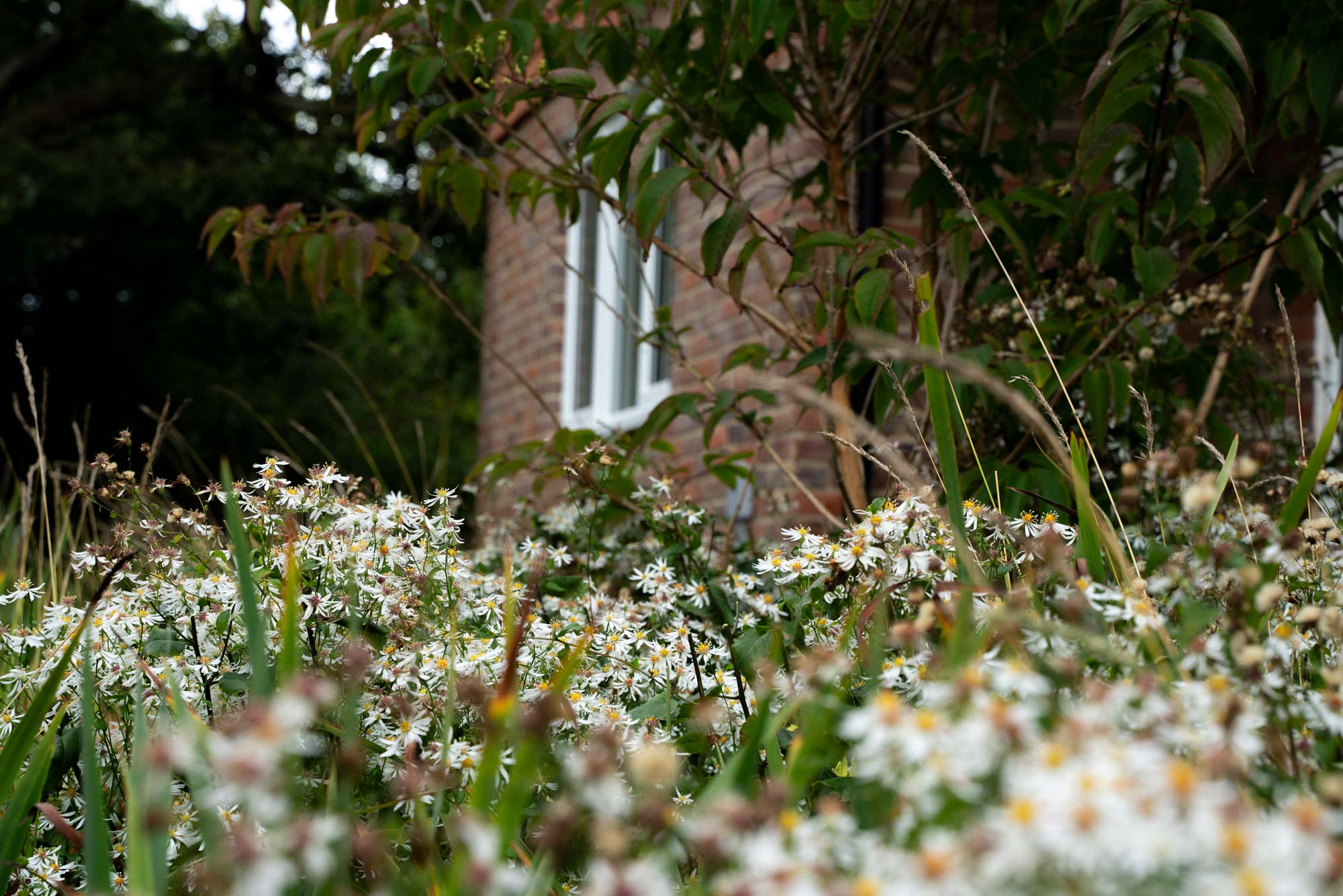 Detail of garden design by The Conscious Gardening Co.