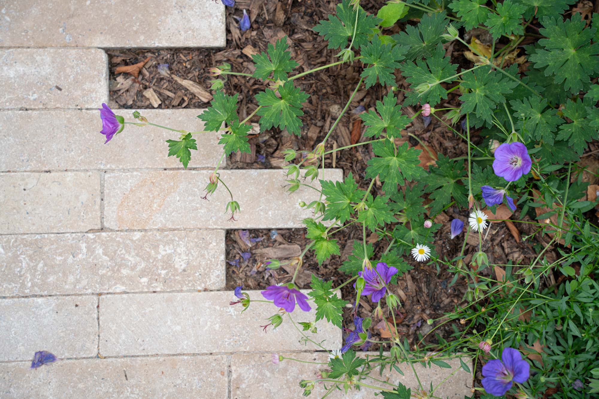 Detail of garden design by The Conscious Gardening Co.