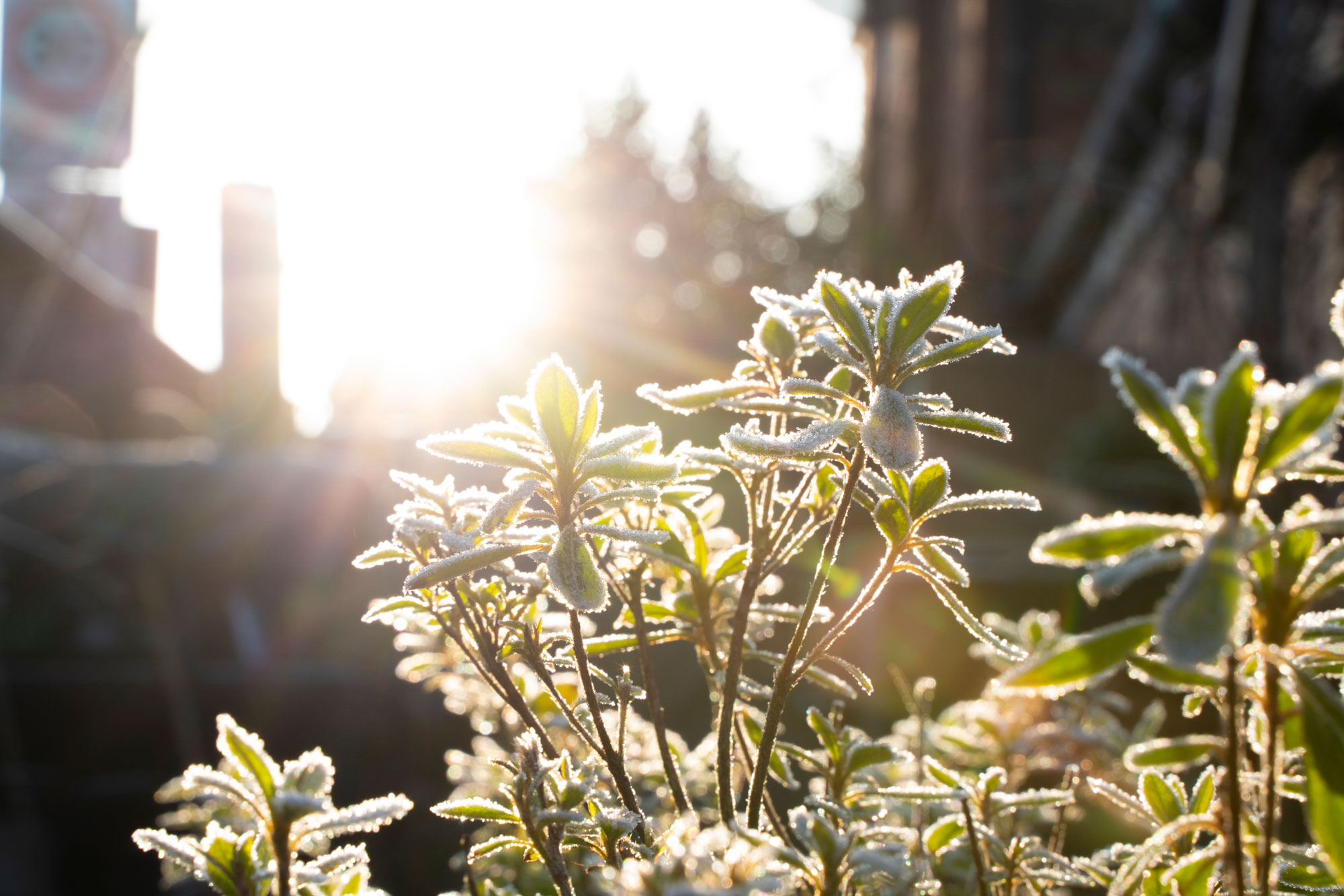 Detail of garden design by The Conscious Gardening Co.