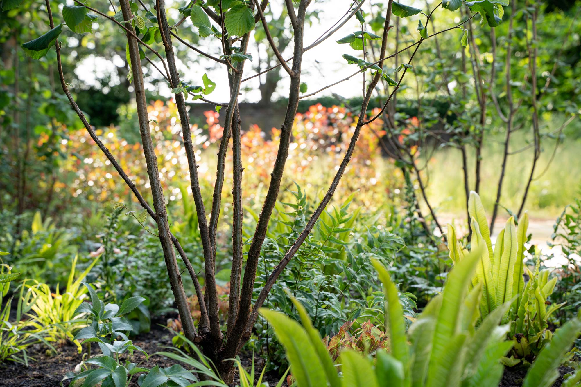 Detail of garden design by The Conscious Gardening Co.