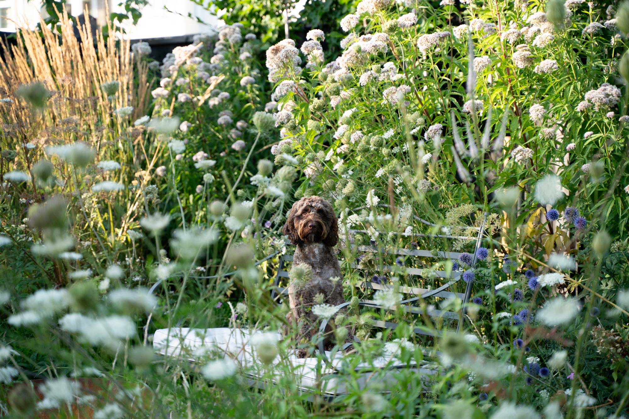 Detail of garden design by The Conscious Gardening Co.