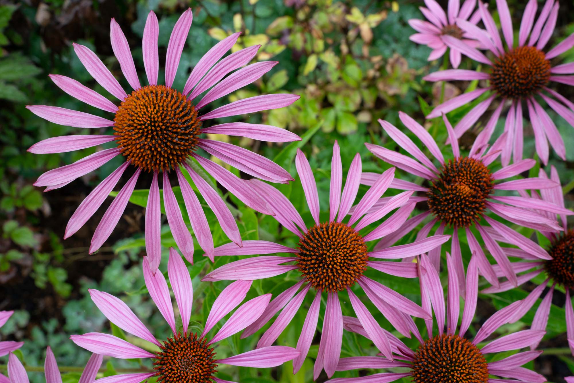 Detail of garden design by The Conscious Gardening Co.