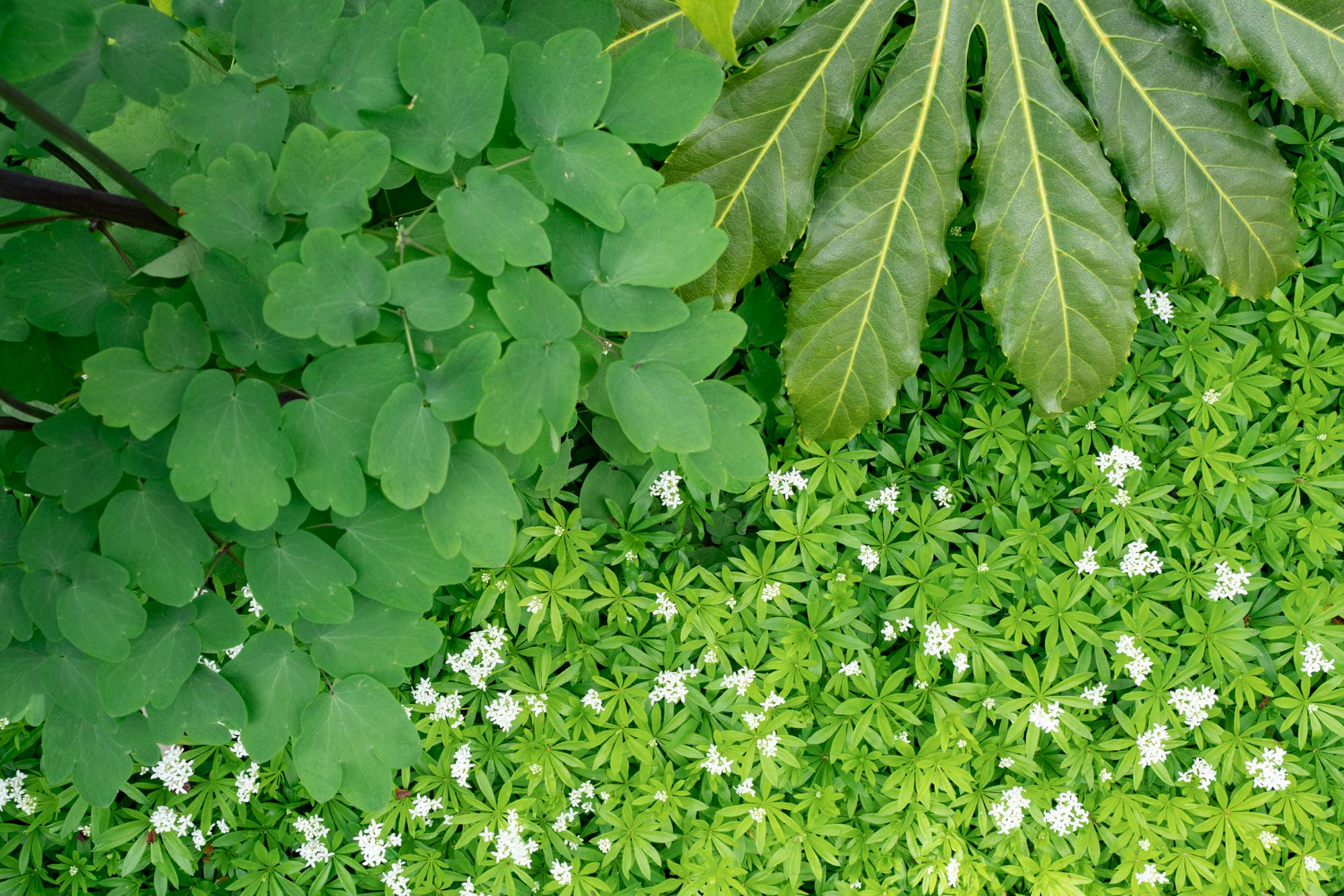 Detail of garden design by The Conscious Gardening Co.