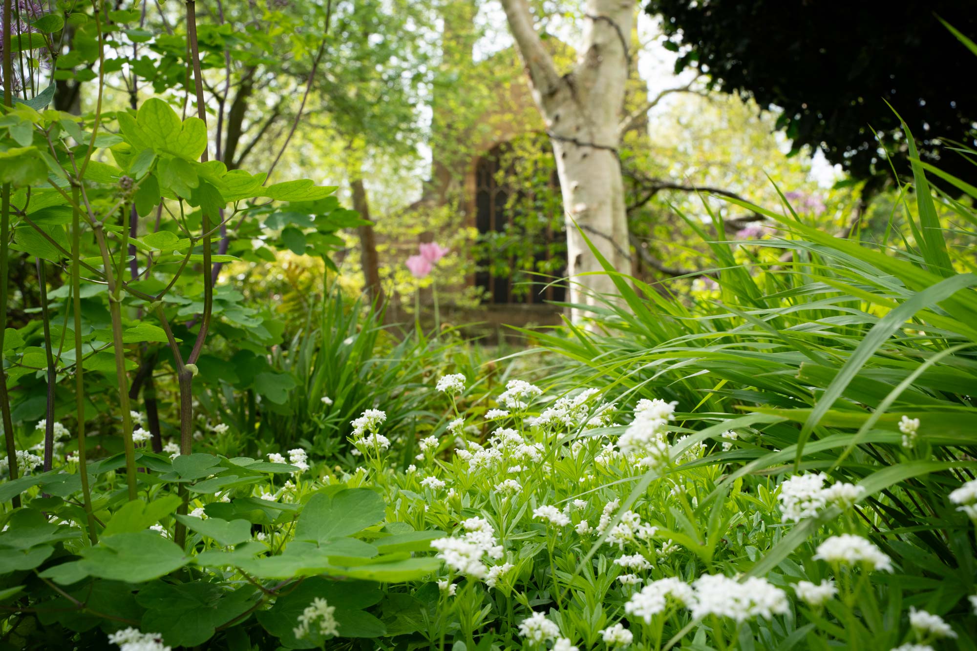 Detail of garden design by The Conscious Gardening Co.